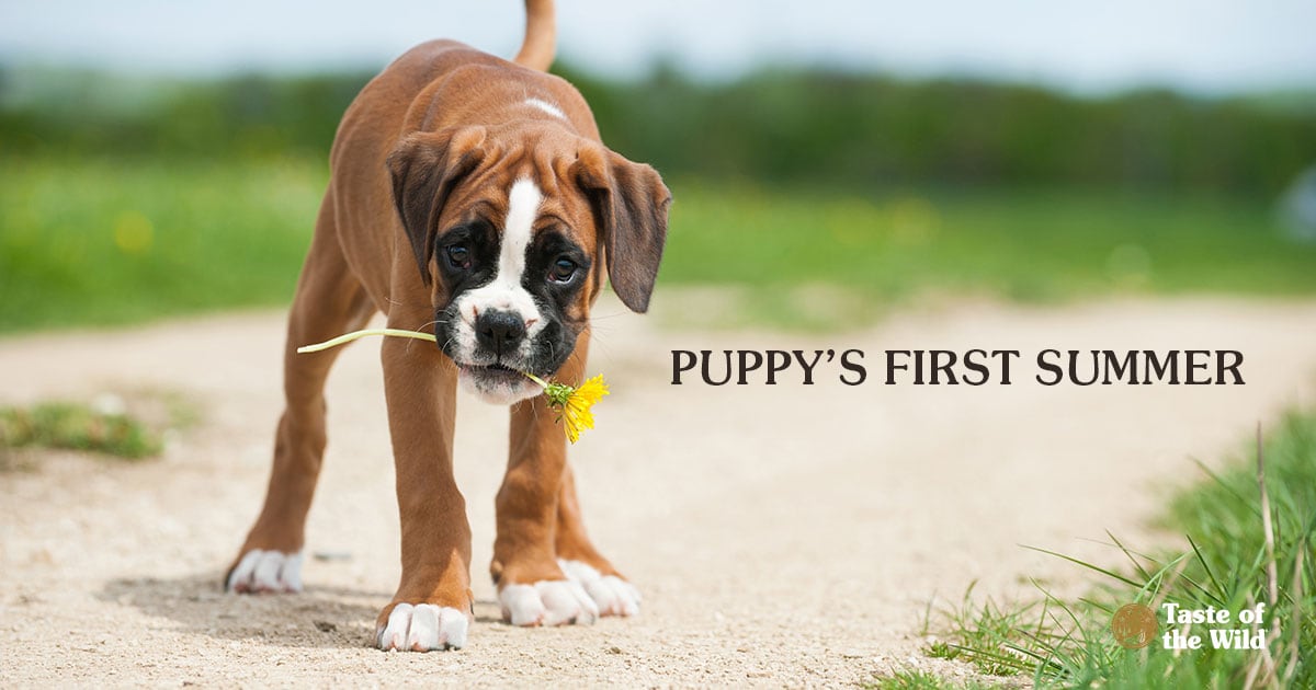 Boxer type puppy holding a yellow flower in its mouth | Taste of the Wild