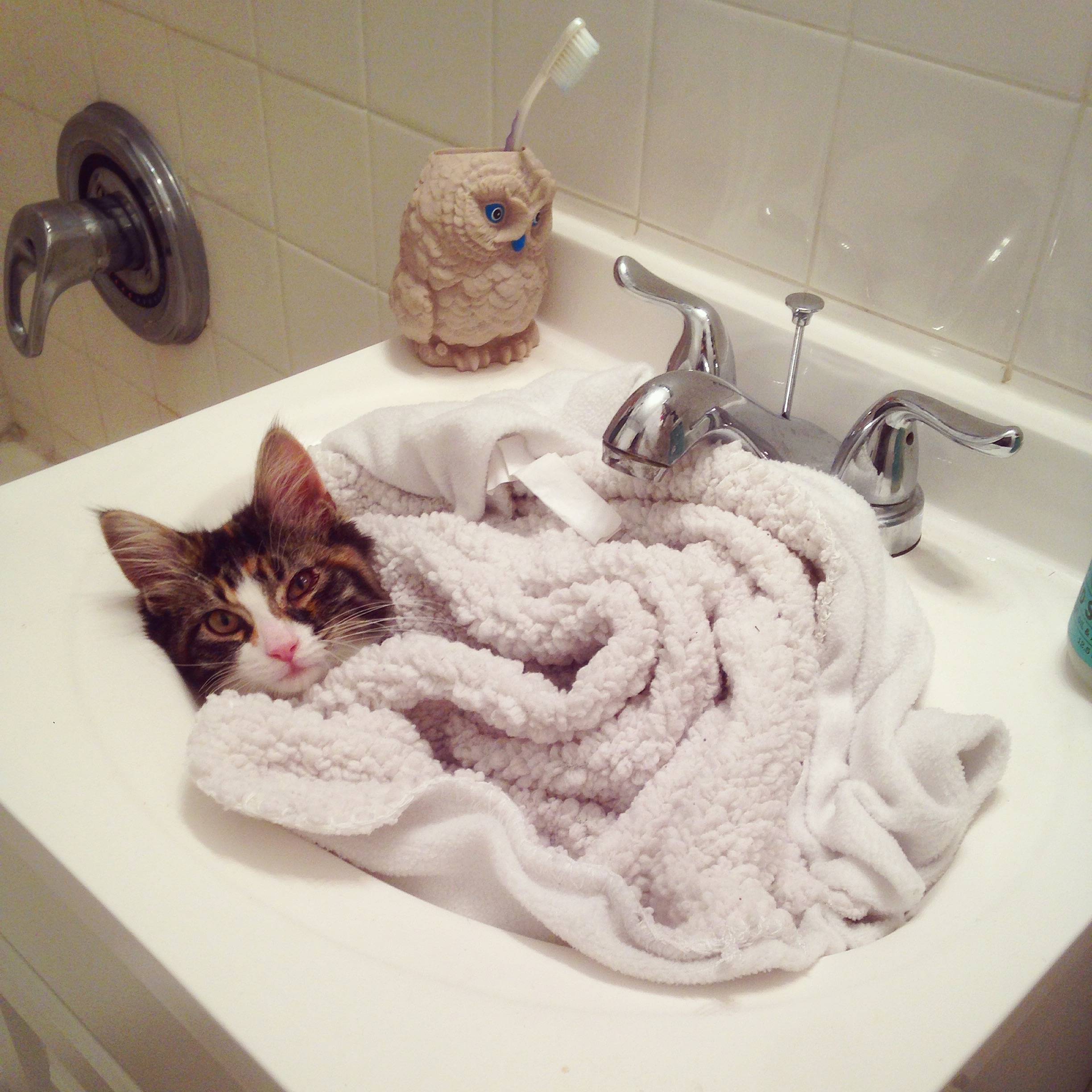 sick kitty in sink bed