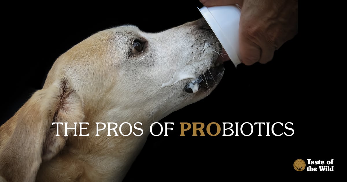 Dog Eating Yogurt Out of a Cup | Taste of the Wild