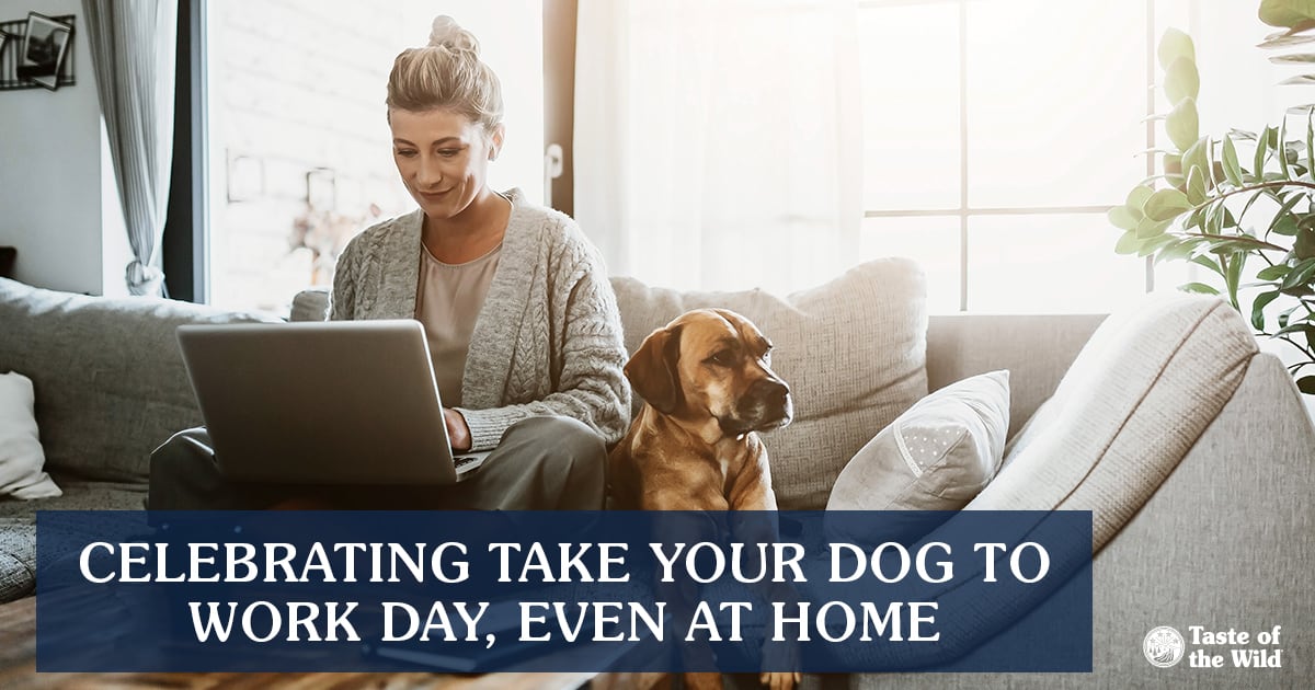Dog Sitting Next to Owner While She Works at Home | Taste of the Wild