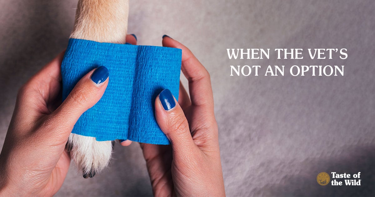 Woman Bandaging Dog’s Paw | Taste of the Wild