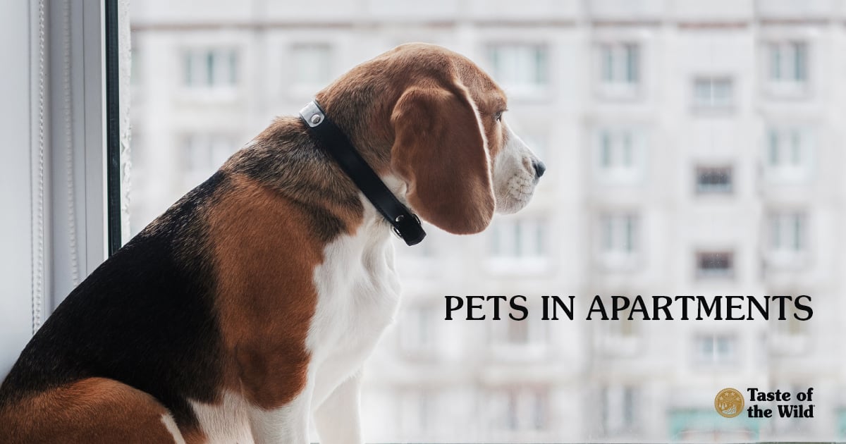 Beagle Dog Looking Out Apartment Window | Taste of the Wild