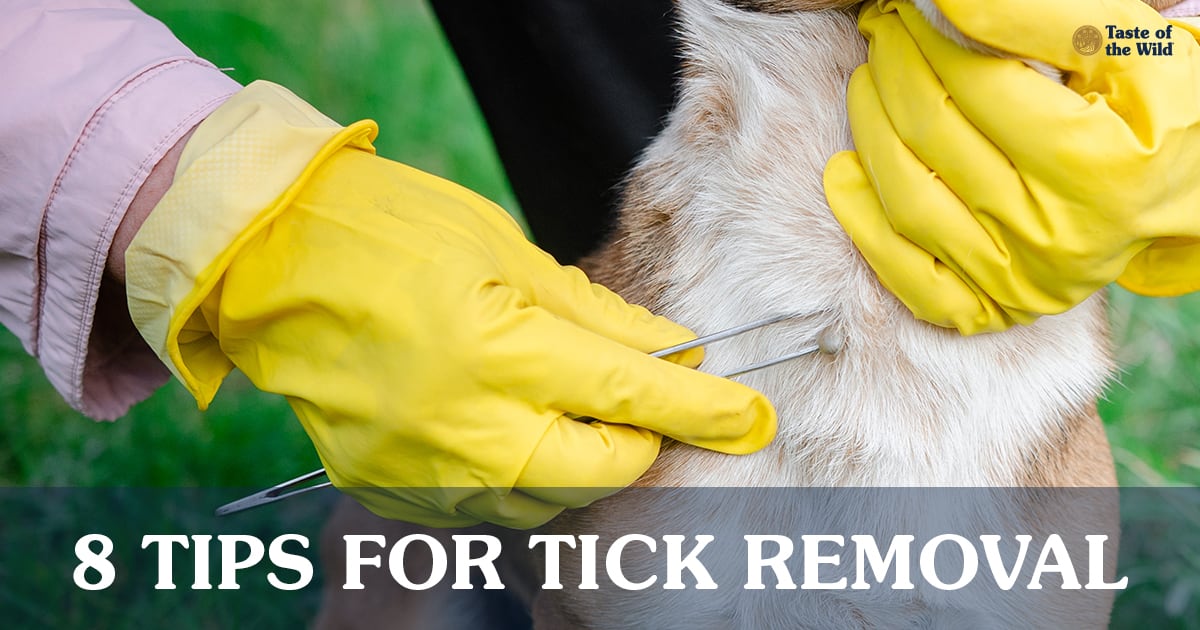 Tick Removal Process | Taste of the Wild