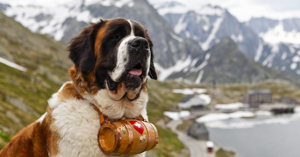 A Saint Bernard with Mountains in the Background | Taste of the Wild