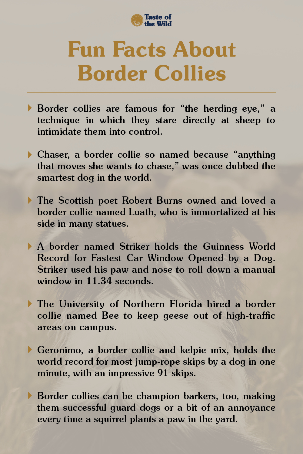 Fun Facts about Border Collies Infographic | Taste of the Wild