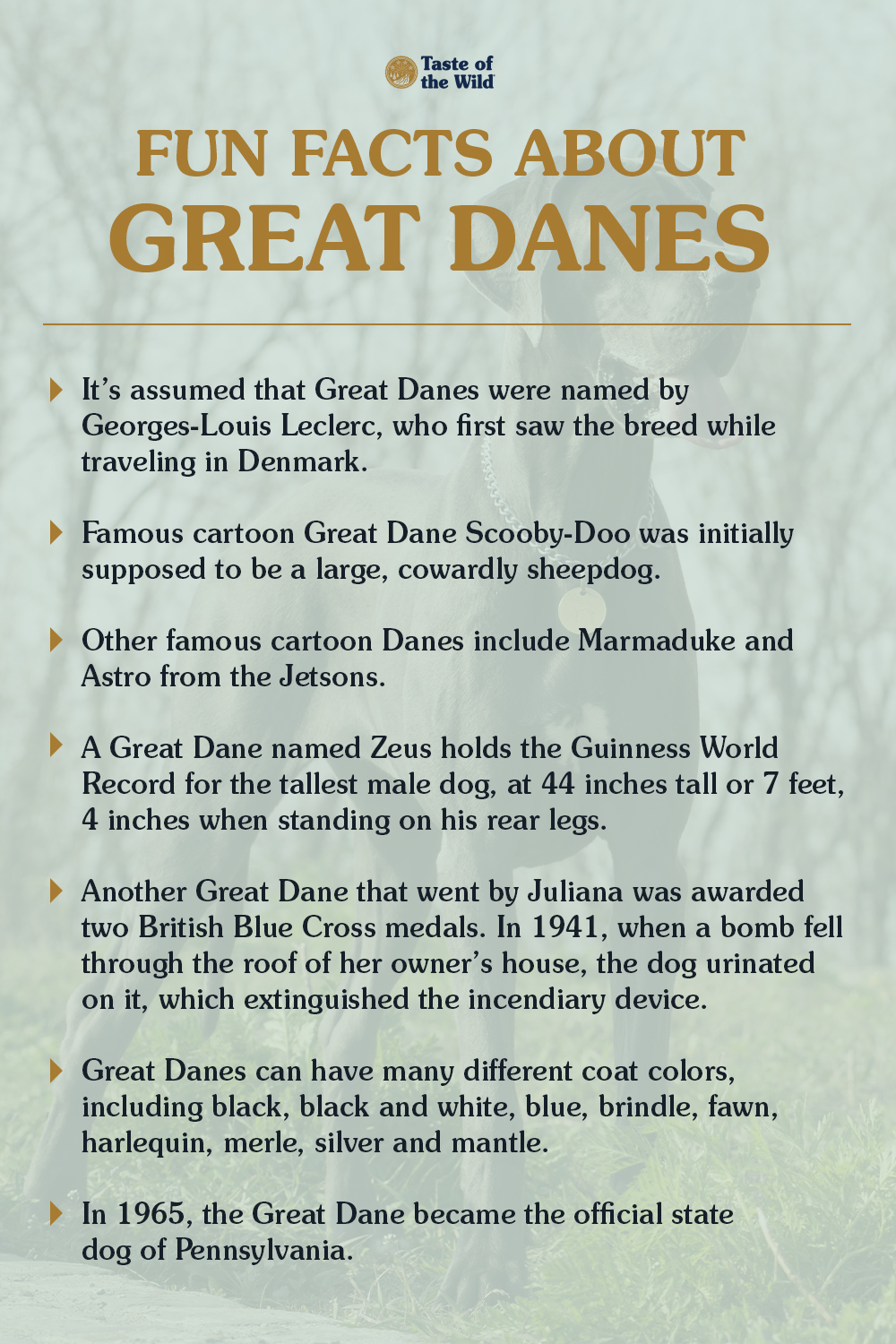 Infographic: Facts About Great Danes | Taste of the Wild