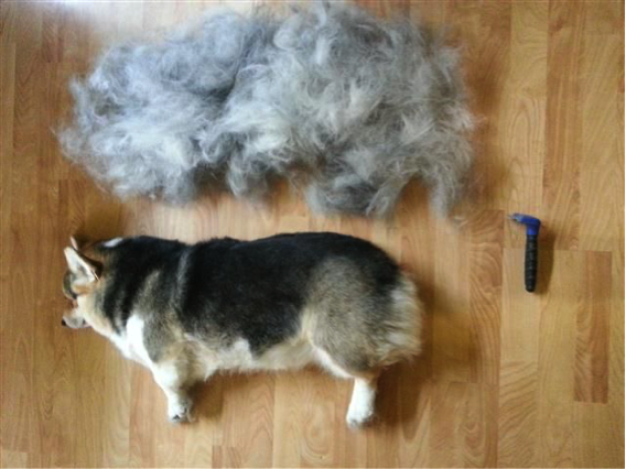 Corgi After Being Brushed | Taste of the Wild