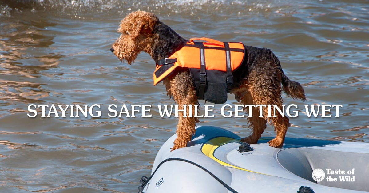 Dog Wearing Life Jacket in an Inflatable Boat | Taste of the Wild