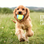 Golden Retriever puppy with a toy