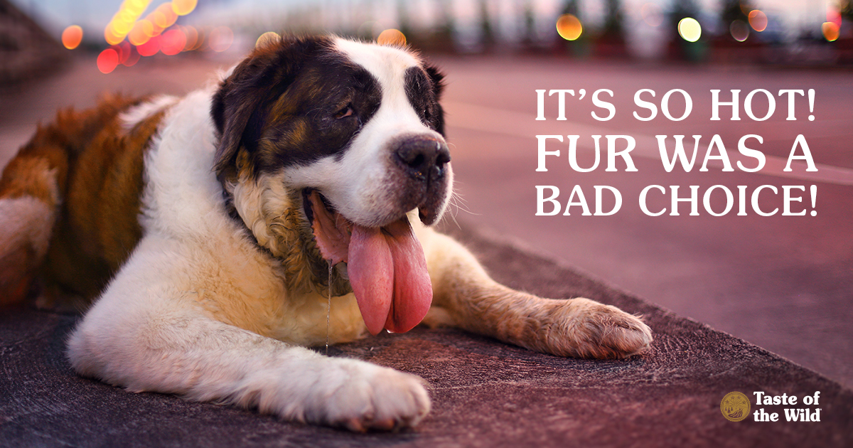 Canine Dog Heatstroke Prevention