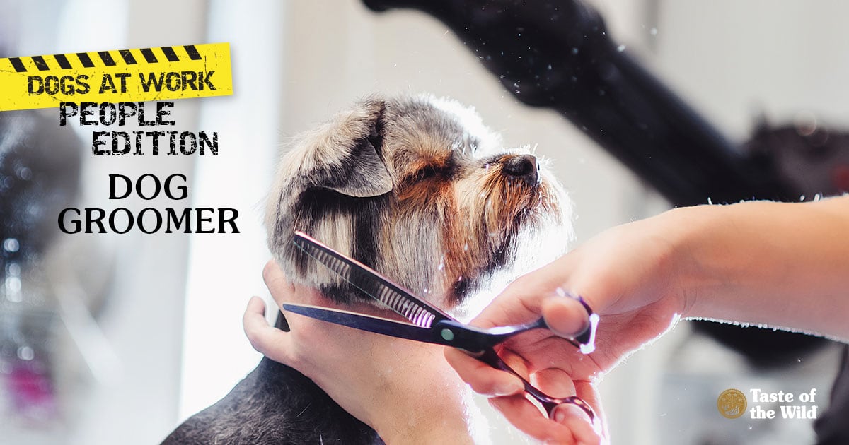 Yorkshire Terrier Getting A Haircut From Female Pet Groomer | Taste of the Wild Pet Food