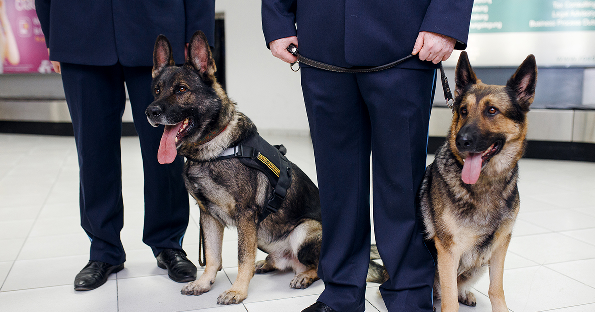 Two German Shepherd Dogs Working with TSA Agents at the Airport | Taste of the Wild Pet Food