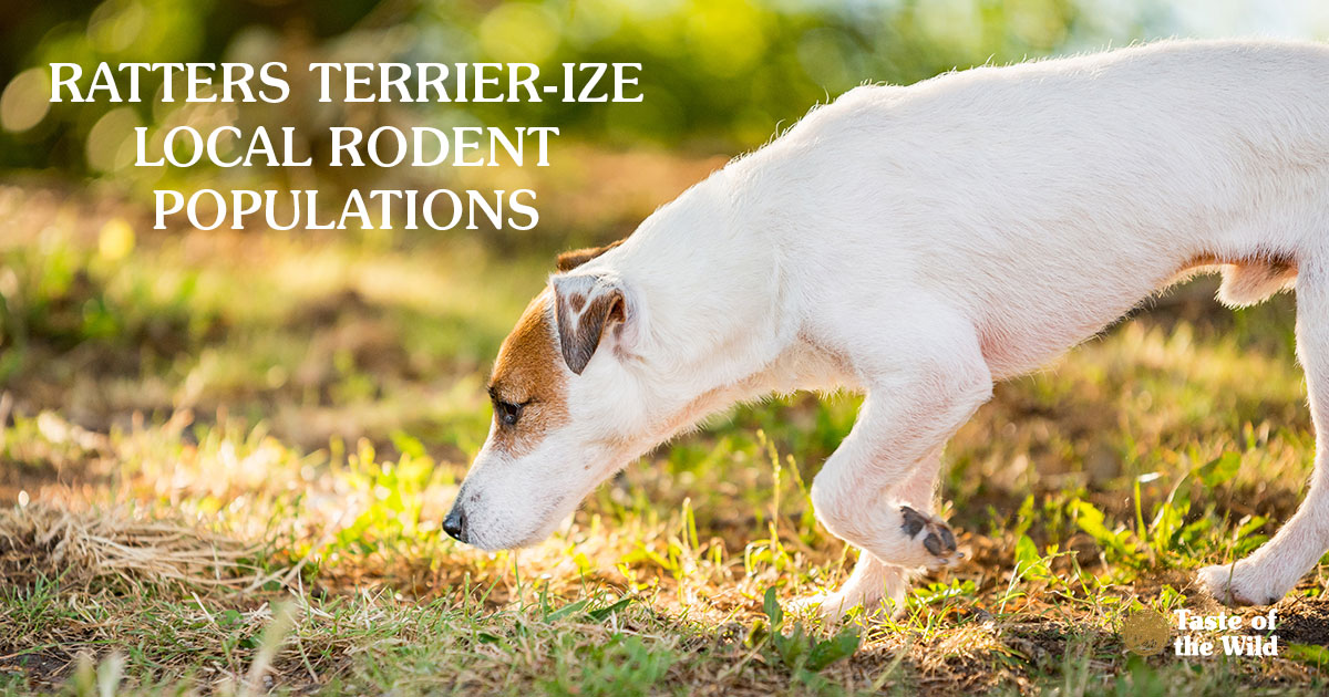 Ratters Terrier-ise Local Rodent Populations | Taste of the Wild