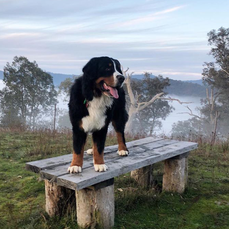 Bernese Mountain Dog on a Table | Taste of the Wild