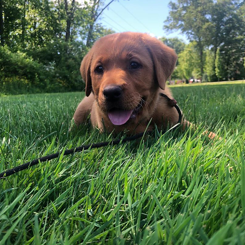 Lab Puppy in the Grass | Taste of the Wild