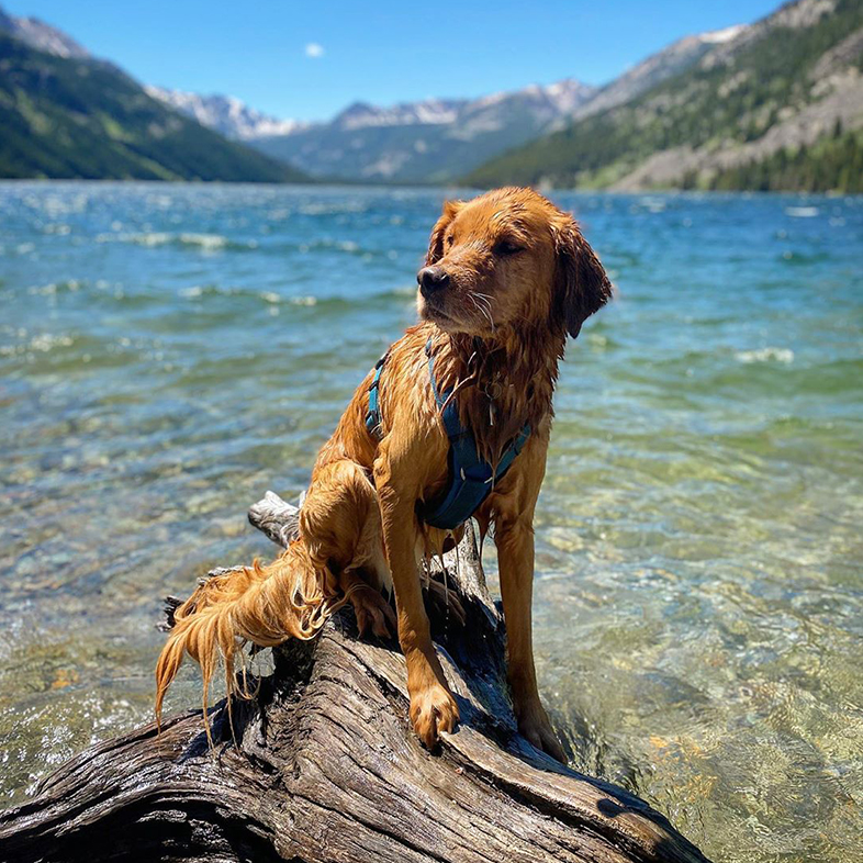 Golden Retriever at a Lake | Taste of the Wild