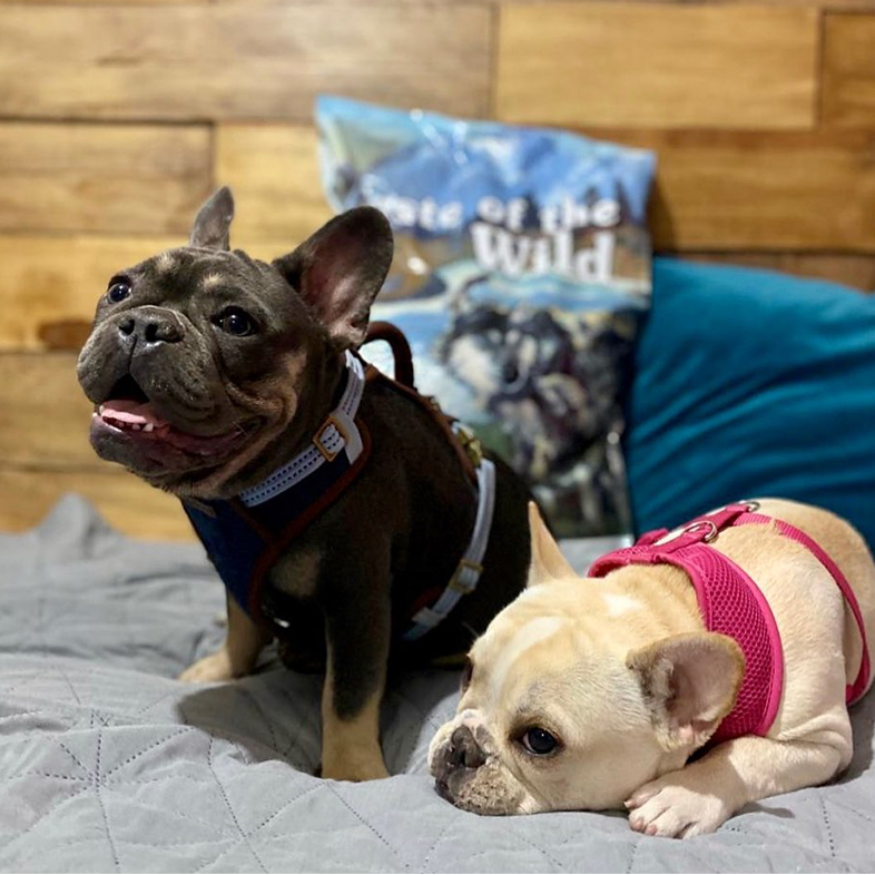 Two French Bulldogs Posing with Taste of the Wild Bag | Taste of the Wild