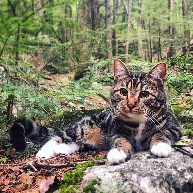 Cat Lying on Ground in the Woods | Taste of the Wild