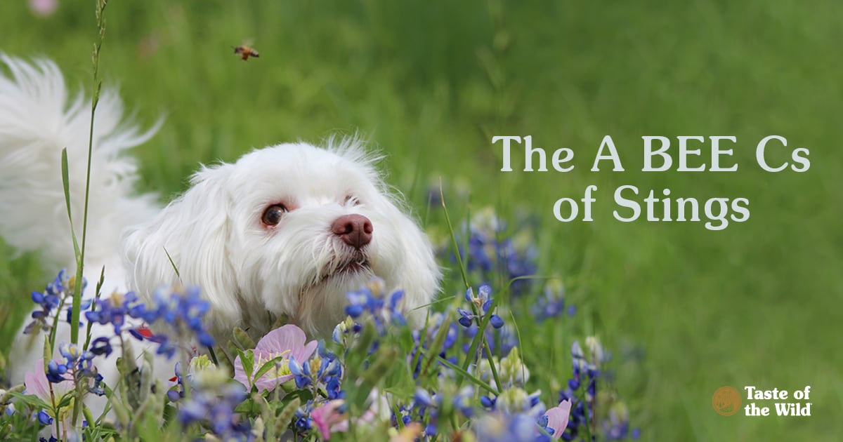 Dog Near Flowers and Bees | Taste of the Wild