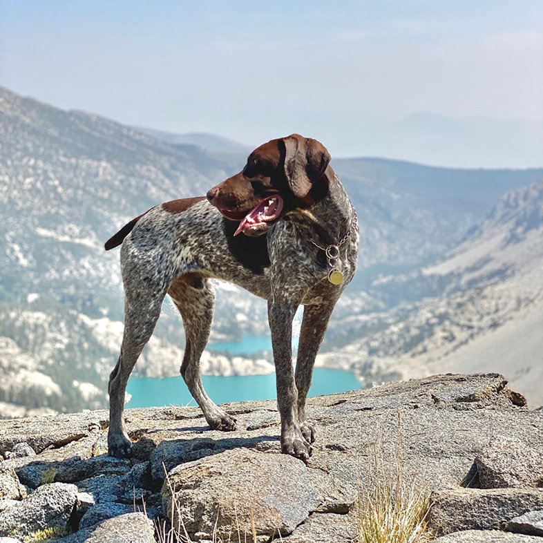 Dog Standing On Rock | Taste of the Wild