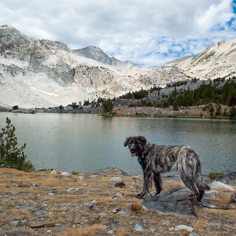 Dog Posing in Front of Mountains | Taste of the Wild
