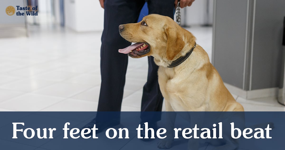 Dog Working as Mall Security | Taste of the Wild
