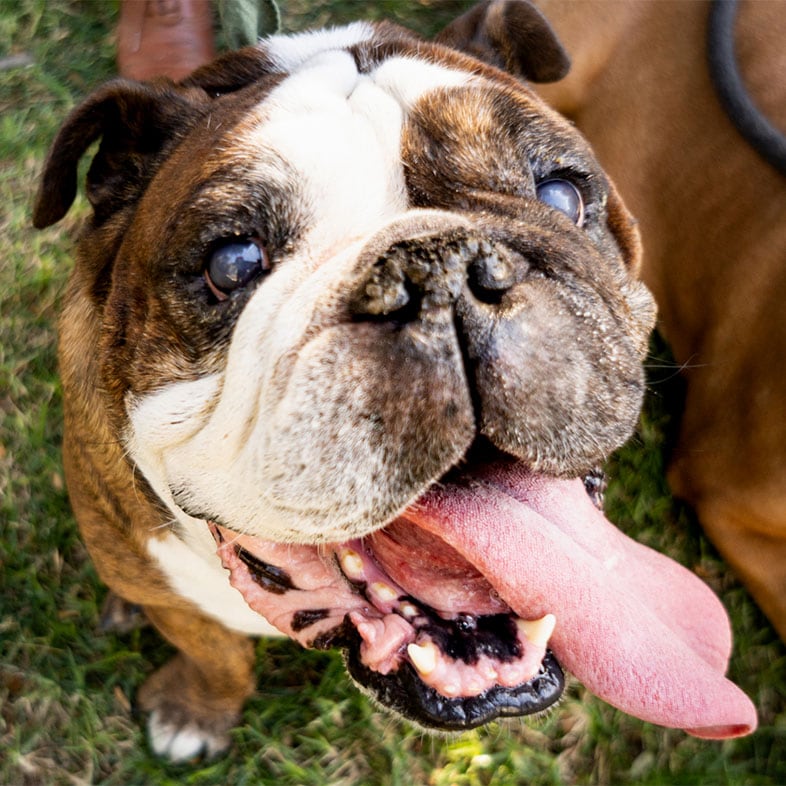 English Bulldog with Tongue Out | Taste of the Wild
