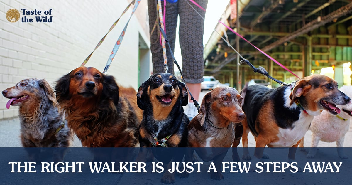 Dog Walker with Six Dogs on Leashes | Taste of the Wild
