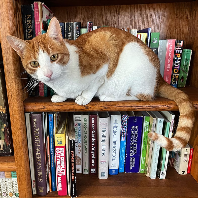 Orange Tabby Cat Sitting on Bookshelf | Taste of the Wild