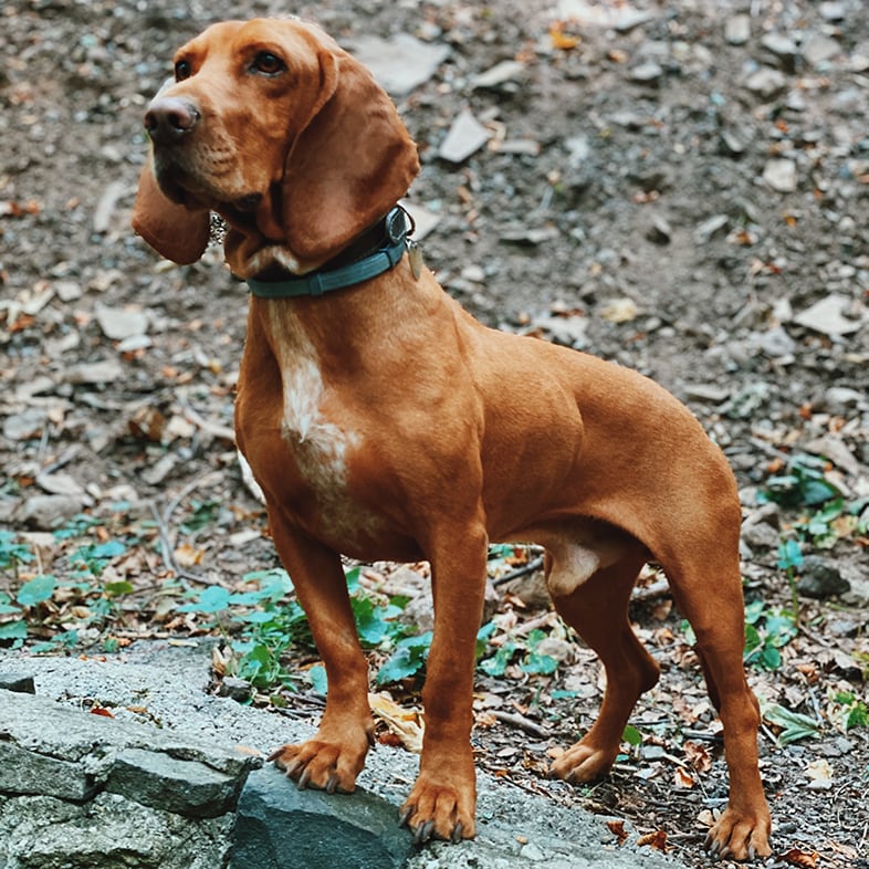 Hound Mix Dog Standing on Rocks | Taste of the Wild