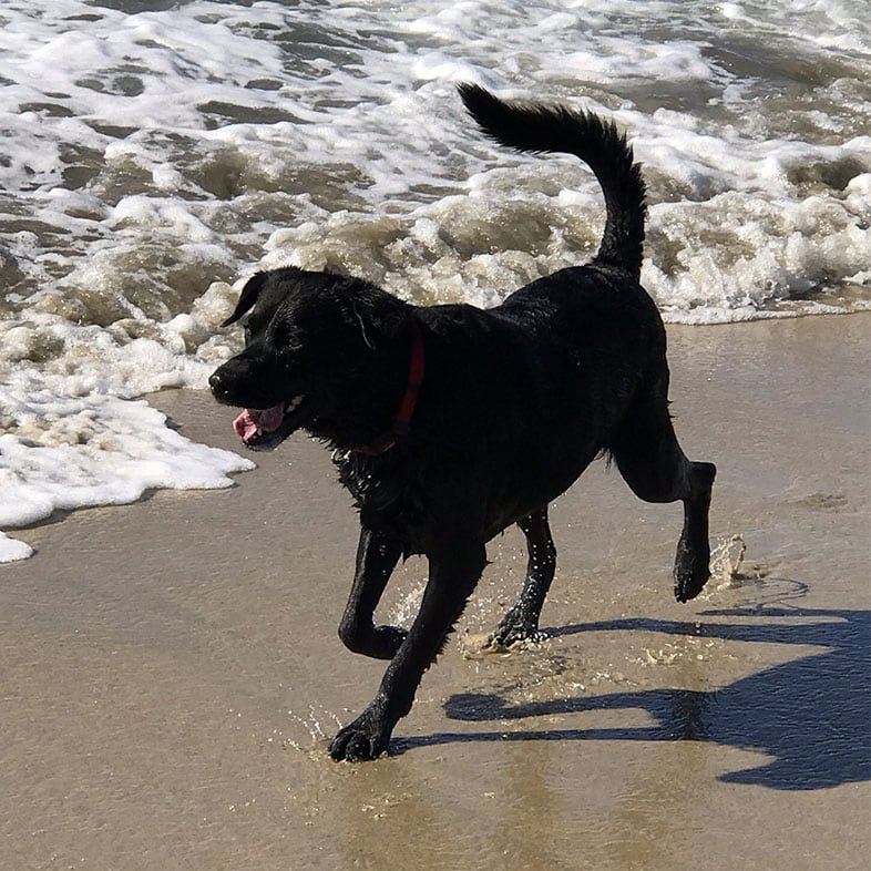 Black Labrador Dog Running on Beach | Taste of the Wild