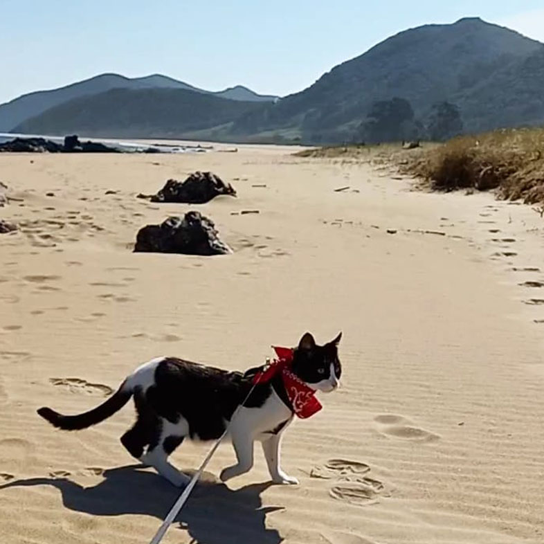 Black and White Cat Walking on Beach on a Leash | Taste of the Wild