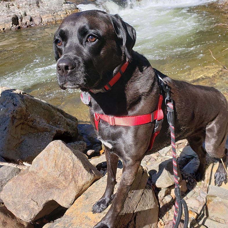 Boxer Lab Mix Dog by a Waterfall | Taste of the Wild