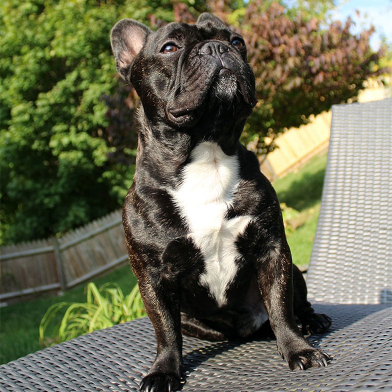 French Bulldog Looking into the Distance | Taste of the Wild