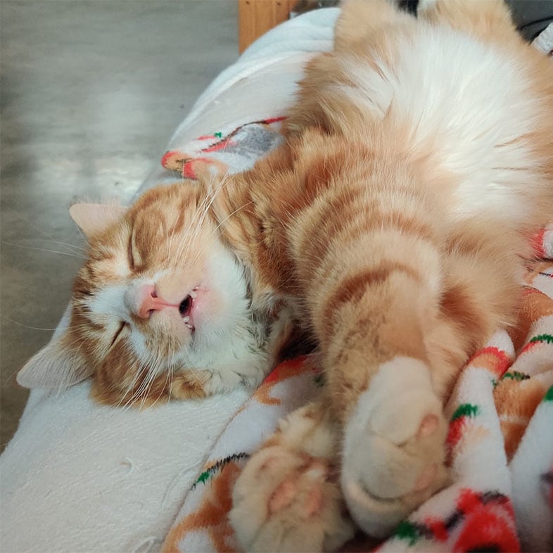 Orange and White Cat Sleeping with Mouth Open | Taste of the Wild