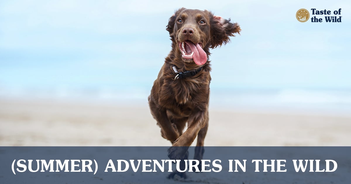 Brown Dog Running on Beach with Tongue Out | Taste of the Wild