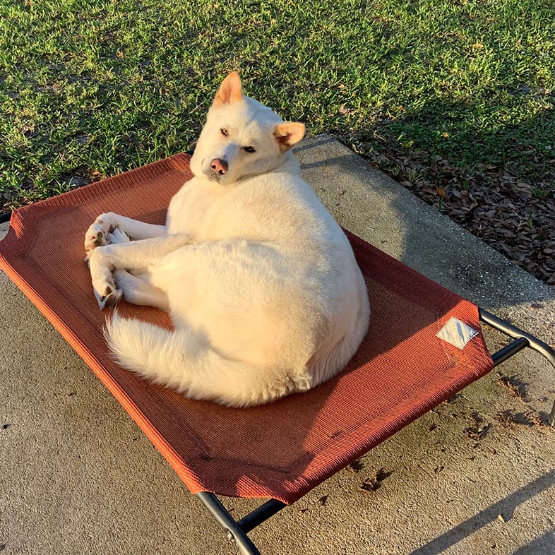 Akita Dog Lying on Sun Chair | Taste of the Wild