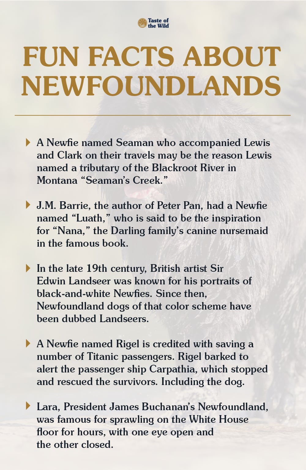 Fun Facts About Newfoundland Dogs Blog Graphic | Taste of the Wild