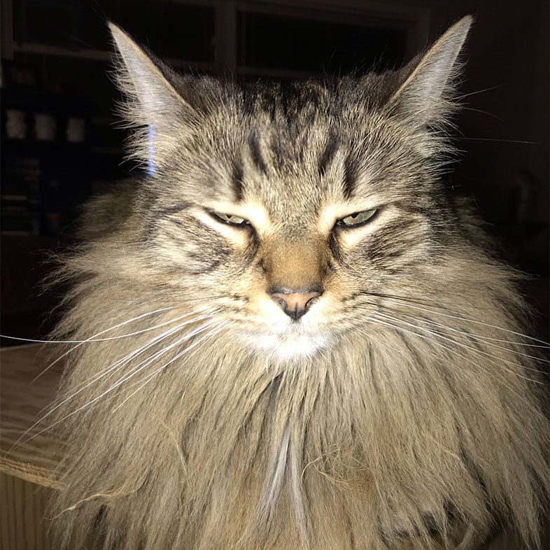 Maine Coon Looking At Camera | Taste of the Wild