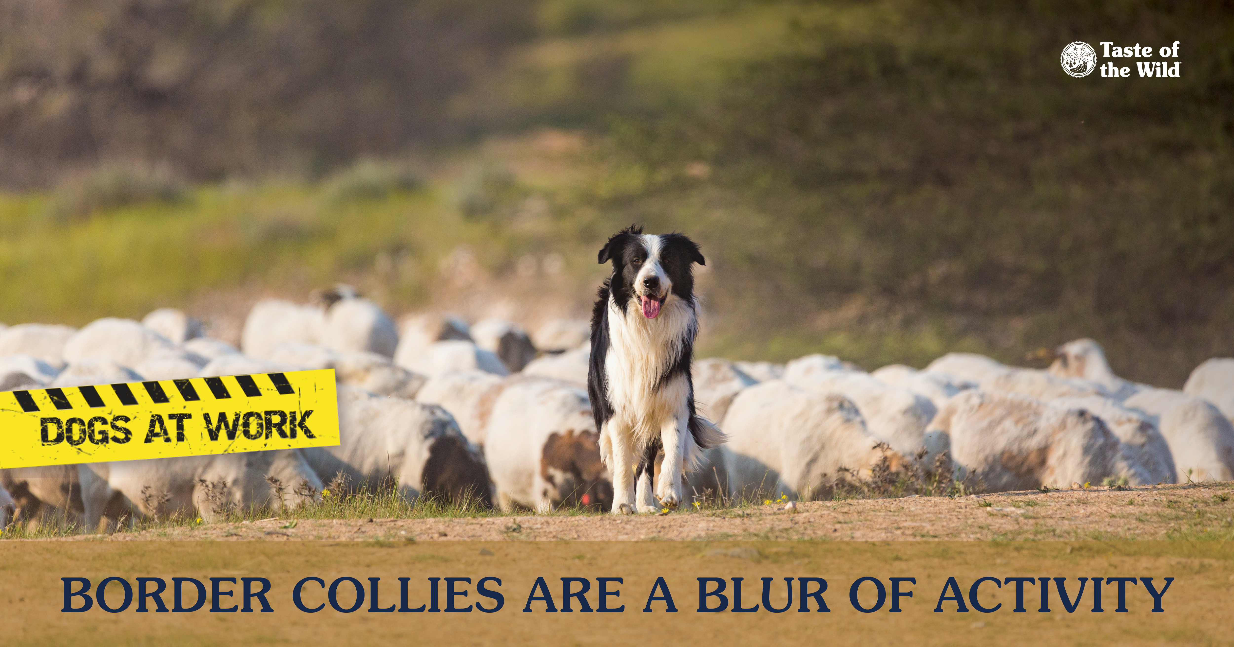 Border Collie Herding Sheep | Taste of the Wild