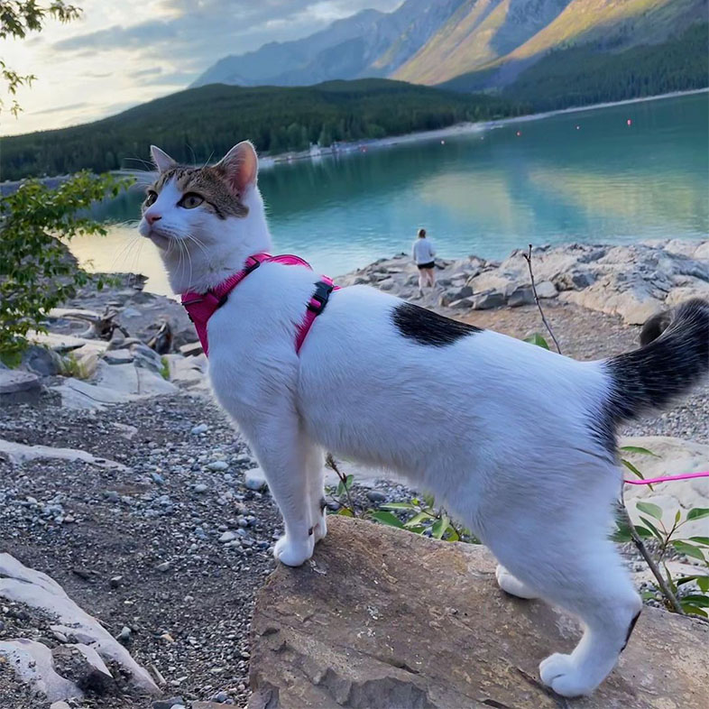 Cat Hiking at Lake Minnewanka | Taste of the Wild