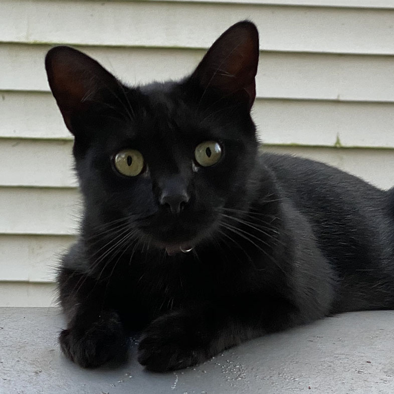 Black Shorthair Cat Looking at Camera | Taste of the Wild