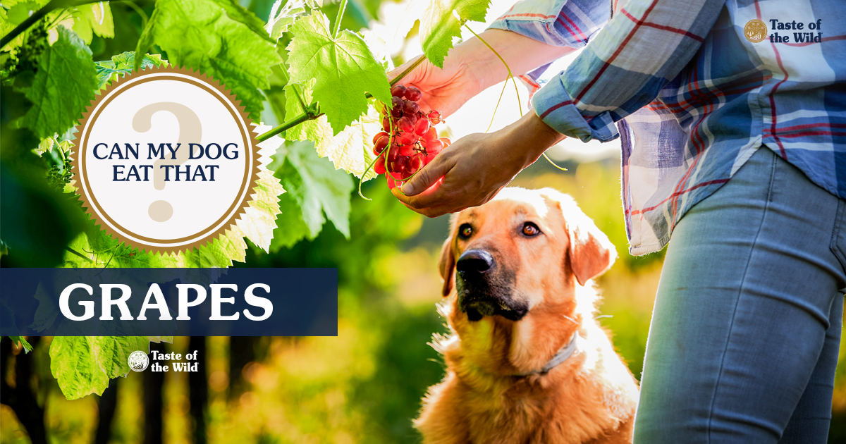 Dog Looking at Owner Harvesting Grapes | Taste of the Wild