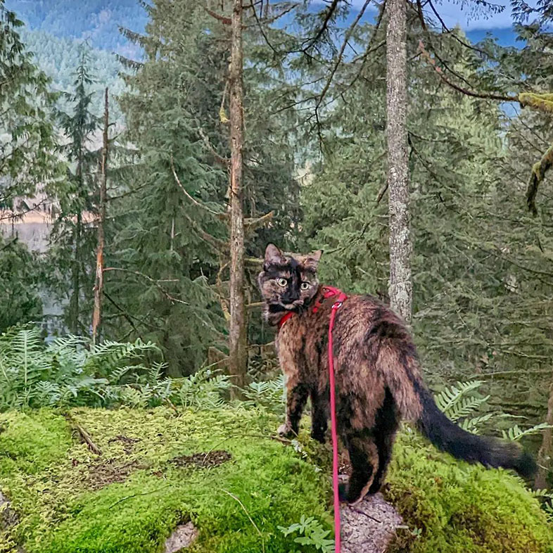 Cat on Top of Rock on Hike | Taste of the Wild