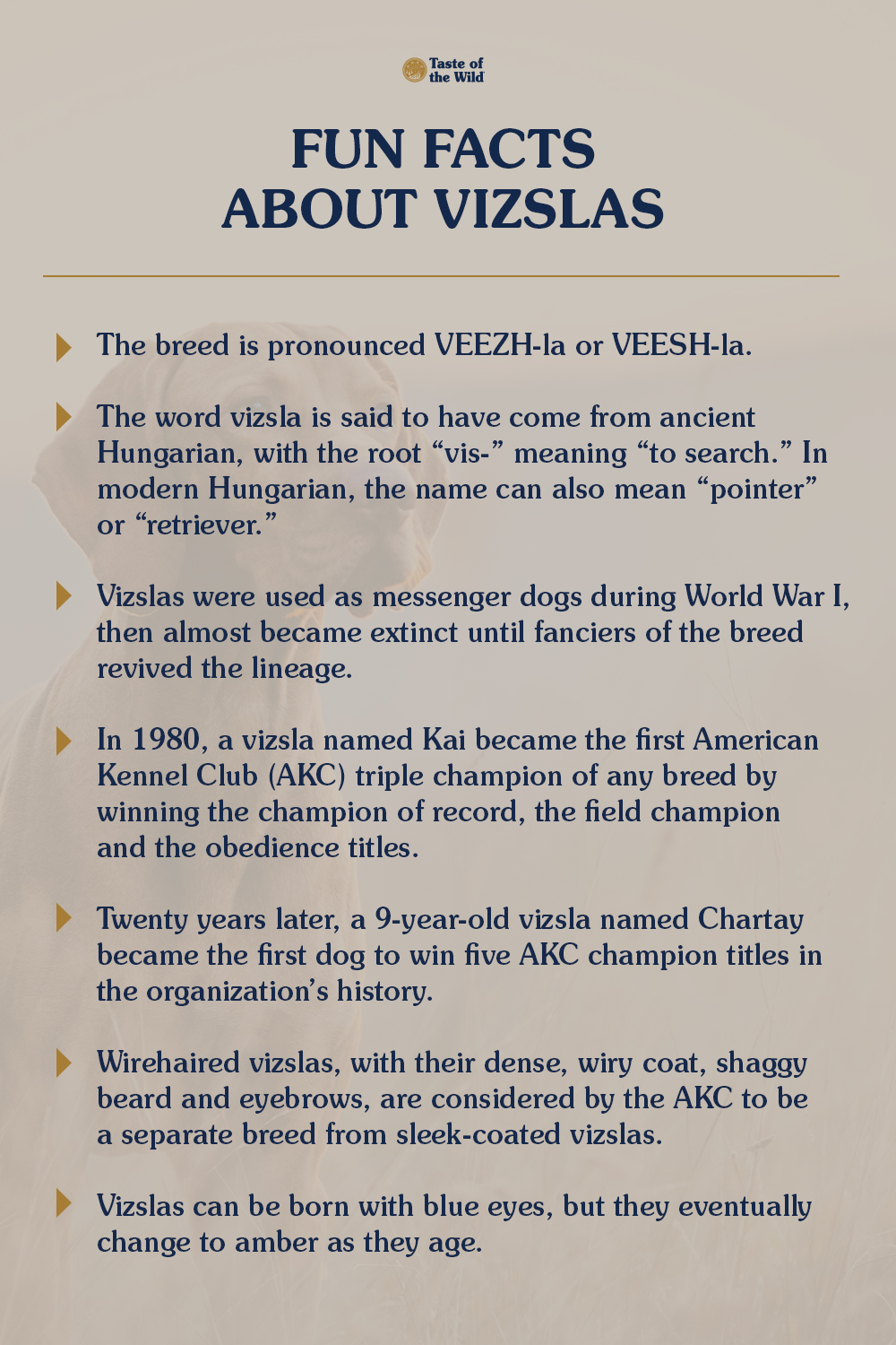 Fun Facts About Vizslas Infographic | Taste of the Wild