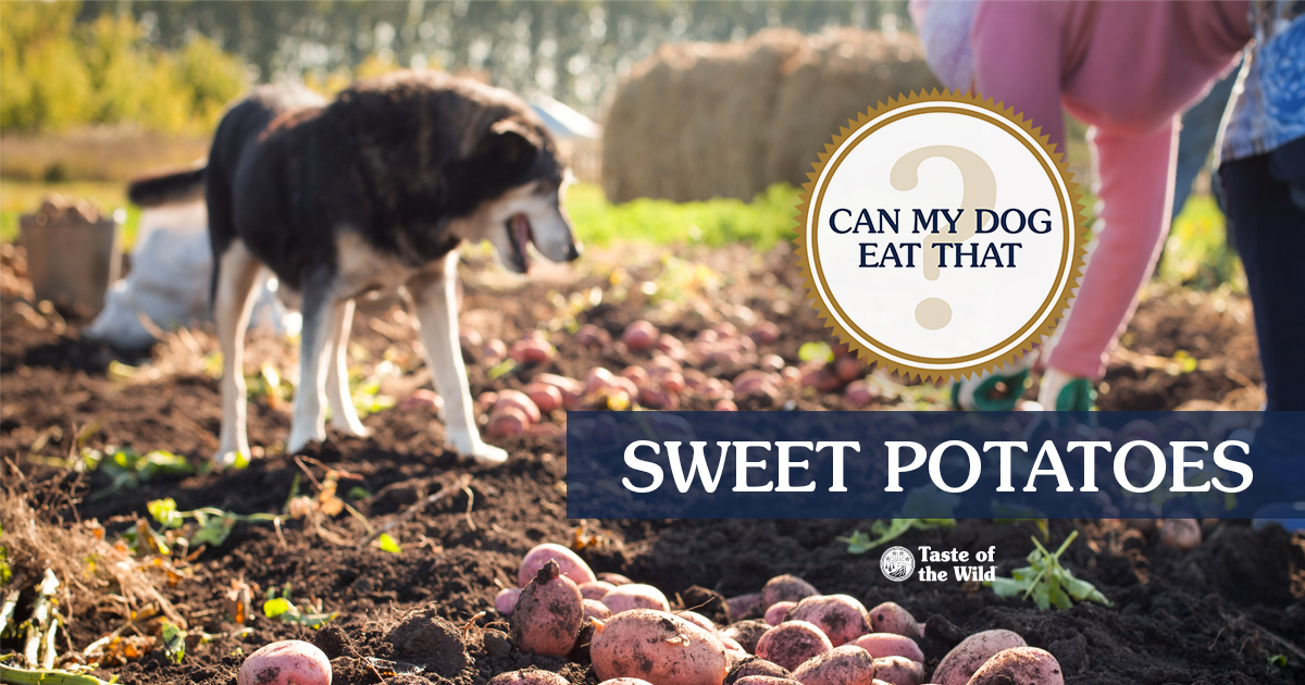Dog Looking at Sweet Potatoes Graphic | Taste of the Wild