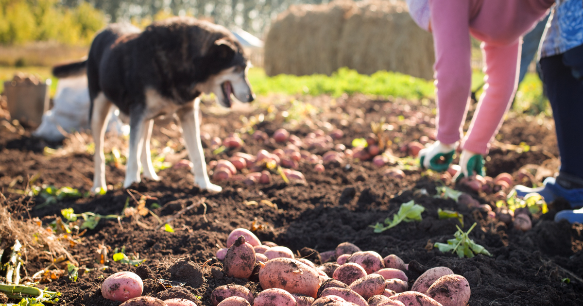 Dog Looking at Sweet Potatoes graphic | Taste of the Wild