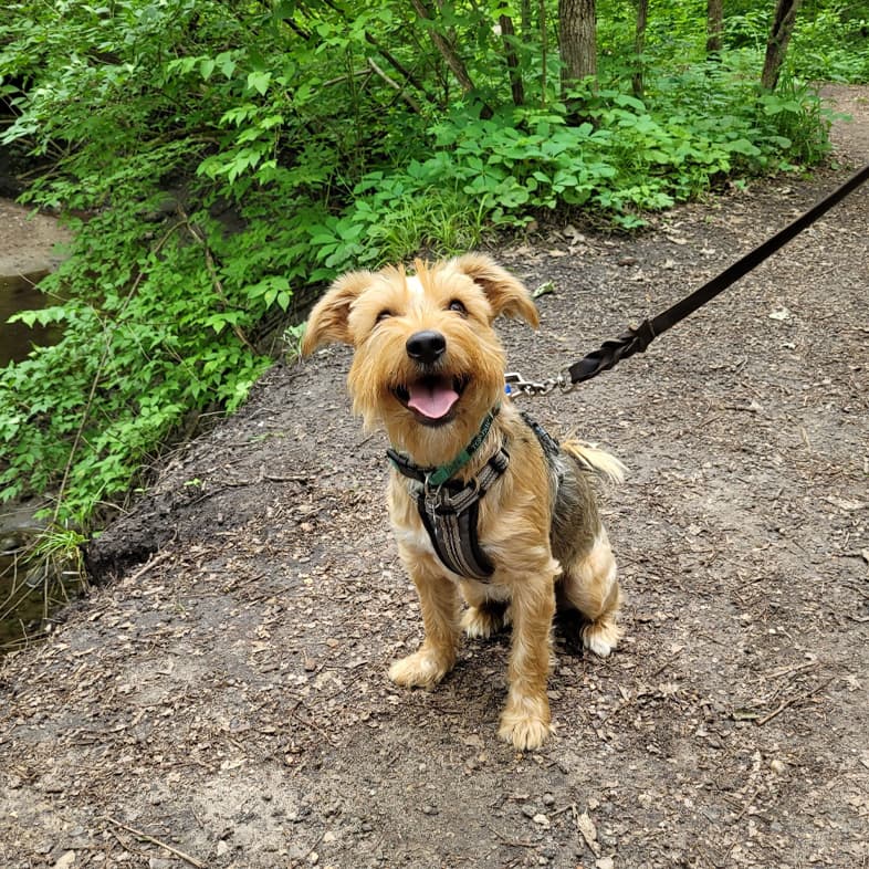 Terrier Mix Posing on a Hike | Taste of the Wild