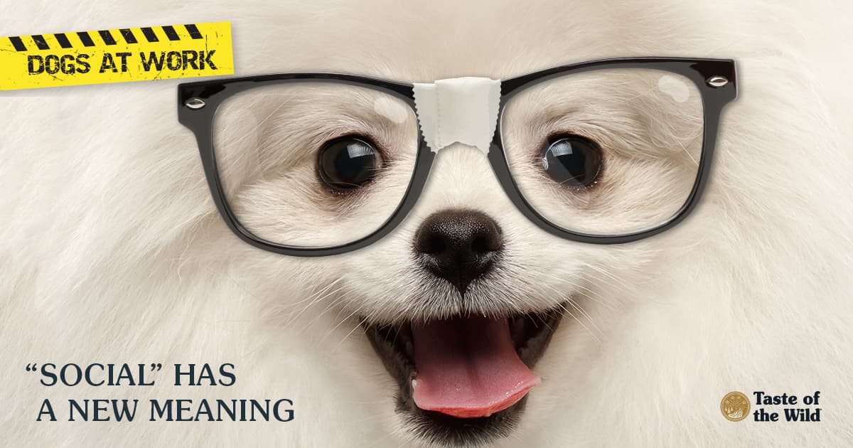 Close-up photo of dog with glasses on.