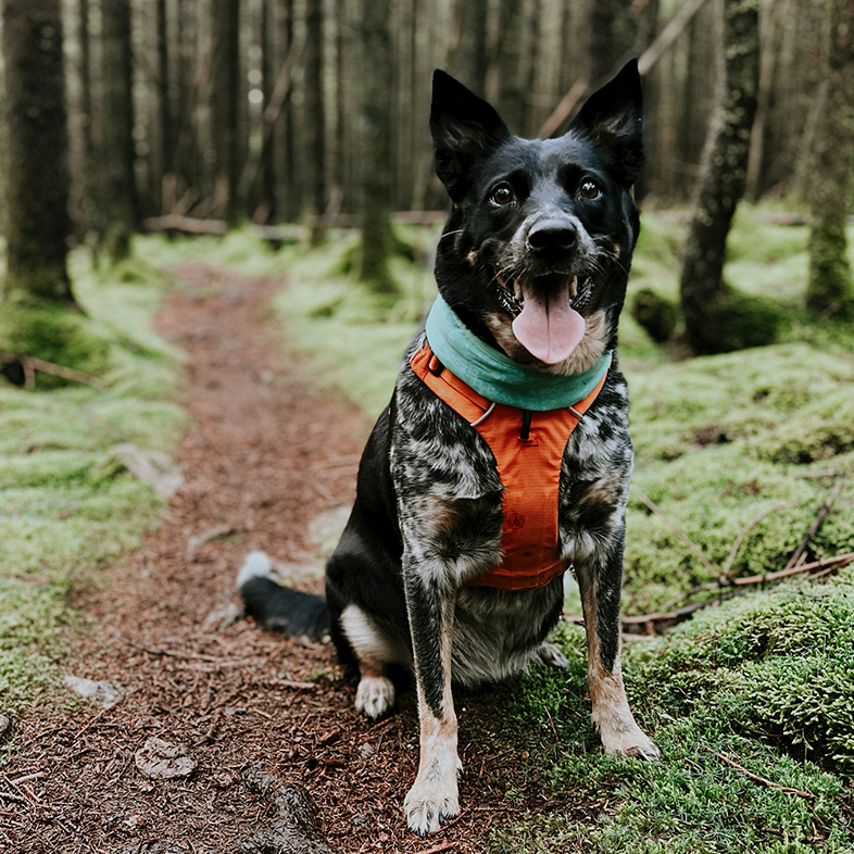 Blue Heeler and Border Collie Mix Posing While Hiking | Taste of the Wild